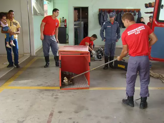 Crocodilo em rodovia é capturado pelos bombeiros Crocodilo em rodovia é capturado pelos bombeiros