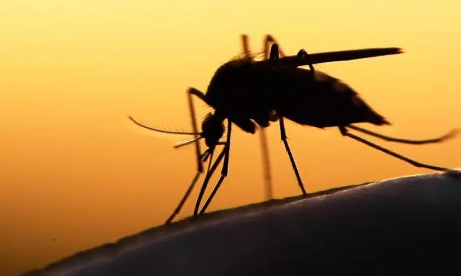 São Paulo confirma oitava morte por febre amarela em 2025
