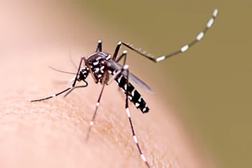 Em três meses, São Gonçalo do Rio Abaixo teve 98 casos de Dengue confirmados