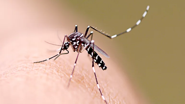 Belo Horizonte registrou aumento de casos de dengue em 2022 Belo Horizonte registrou aumento de casos de dengue em 2022