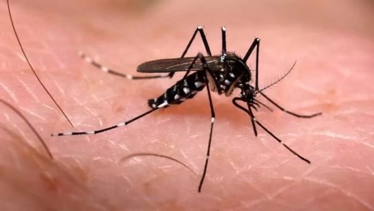 Em uma semana, Minas Gerais registra mais nove mortes por dengue em 2023 Em uma semana, Minas Gerais registra mais nove mortes por dengue em 2023