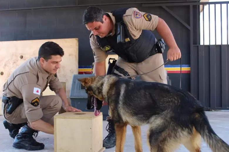 Saiba como é o treinamento dos cães farejadores que ajudam no combate ao crime em Itabira