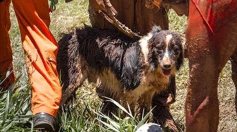 Bombeiros lamentam a morte de cão que ajudou nos resgates em Brumadinho Bombeiros lamentam a morte de cão que ajudou nos resgates em Brumadinho