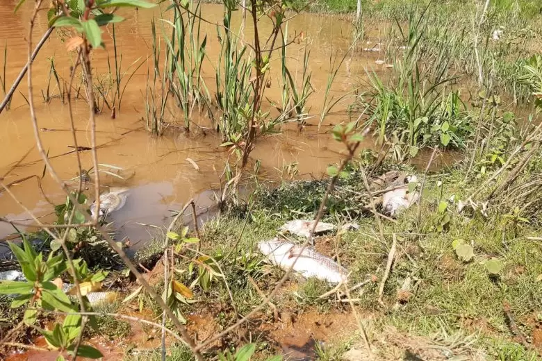 Fotos mostram peixes mortos na área da Vale em Itabira Fotos mostram peixes mortos na área da Vale em Itabira