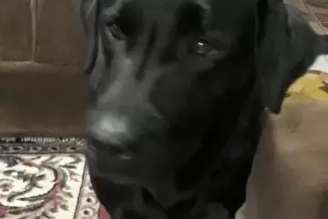 Casal procura labrador desaparecido em Itabira