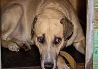 Que tal adotar um pet? Cachorros precisam de novo lar em Itabira
