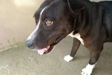 Cadela desaparecida no bairro Pará em Itabira