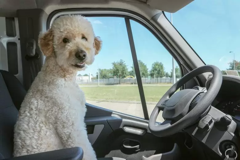 Férias: como viajar com meu cachorro?