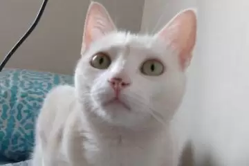 Gatinha desaparecida no bairro Alto Pereira em Itabira
