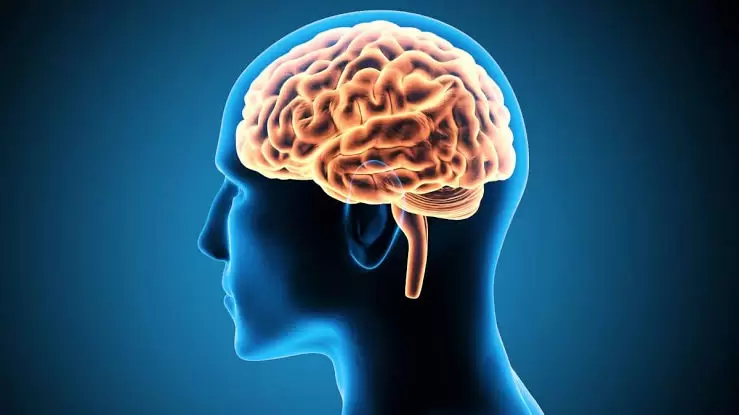 Exercícios para o cérebro melhoram desempenho profissional