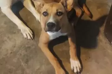 Itabirana procura cachorrinha desaparecida no bairro Gabiroba