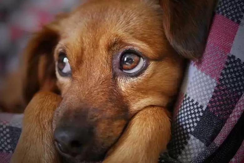 Inscrições para castração de cães e gatos se encerram nesta quarta em Monlevade