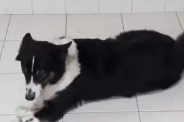 Itabirana procura cachorro desaparecido no bairro Amazonas