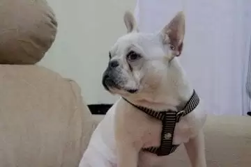 Donos procuram cachorro desaparecido em Itabira