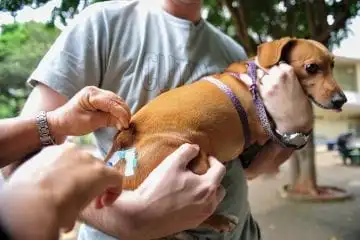 Campanha de vacinação antirrábica itinerante começa nesta sexta em Itabira