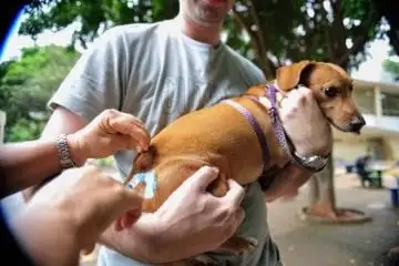Campanha de vacinação antirrábica chega a quatro novos bairros neste fim de semana