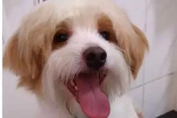 Família pede ajuda para encontrar cachorrinho perdido em Itabira