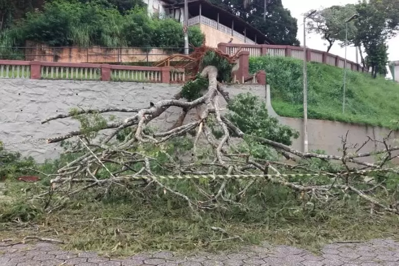 Queda de árvore atinge carro no estacionamento da Catedral, em Itabira Queda de árvore atinge carro no estacionamento da Catedral, em Itabira