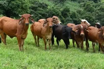 Vacinação contra a febre aftosa em Minas termina no dia 31 de maio