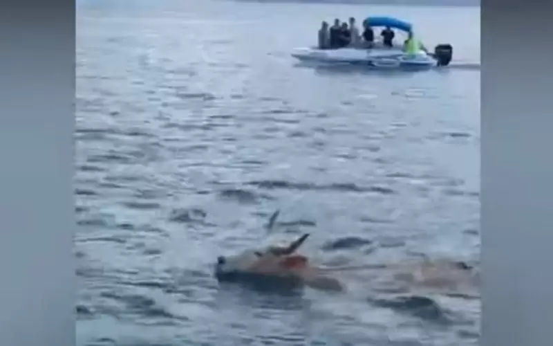 Boi é flagrado nadando no mar e polícia suspeita de fuga; veja o vídeo