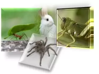 A força da sabedoria
