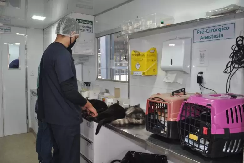 Mutirão de castração atende 274 animais em Itabira Mutirão de castração atende 274 animais em Itabira