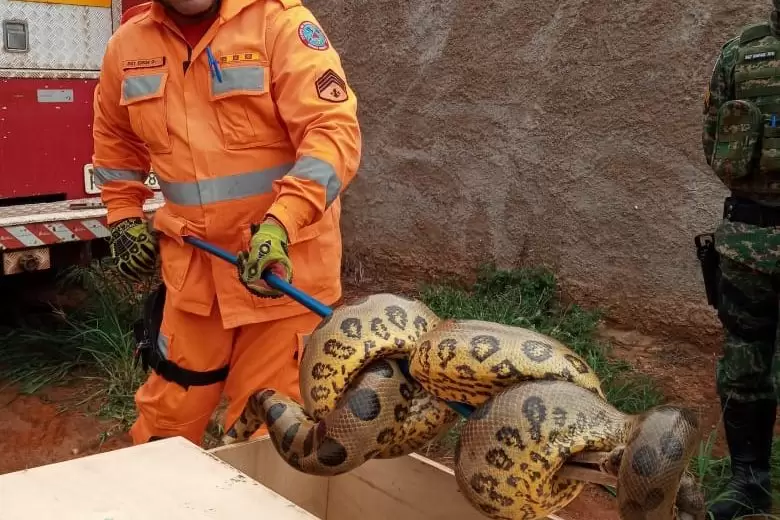 Sucuri com cerca de quatro metros é capturada pelos bombeiros Sucuri com cerca de quatro metros é capturada pelos bombeiros