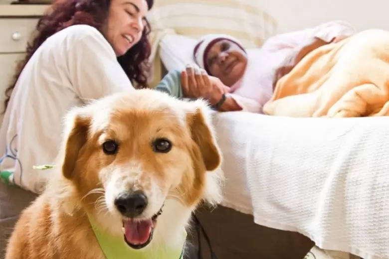 Como os animais ajudam na recuperação dos doentes