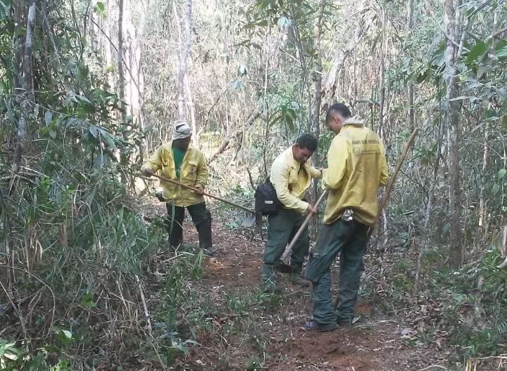 Brigadistas fazem trabalho de rescaldo após incêndio na Mata do Limoeiro; filhote de lobo guará é resgatado