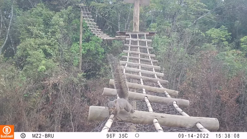 Atropelamento da fauna silvestre ameaça biodiversidade pelo Brasil Atropelamento da fauna silvestre ameaça biodiversidade pelo Brasil