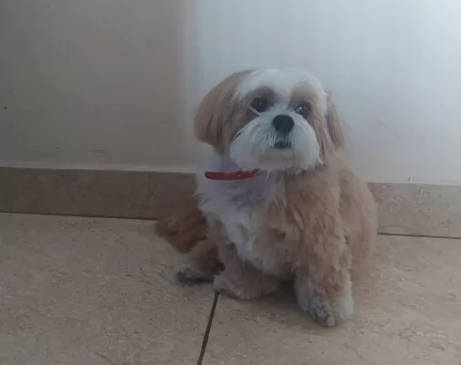 Tributo ao meu "menino" Bob