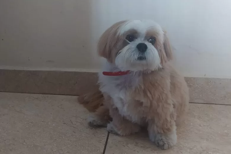 Tributo ao meu “menino” Bob