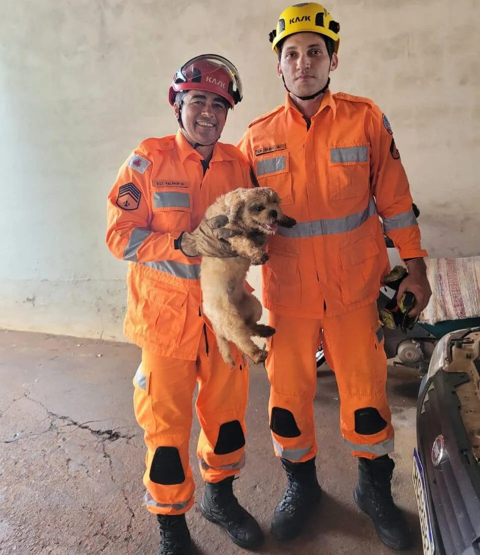 Cachorro persegue gato e acaba preso no motor de um carro; animal é resgatado pelos bombeiros