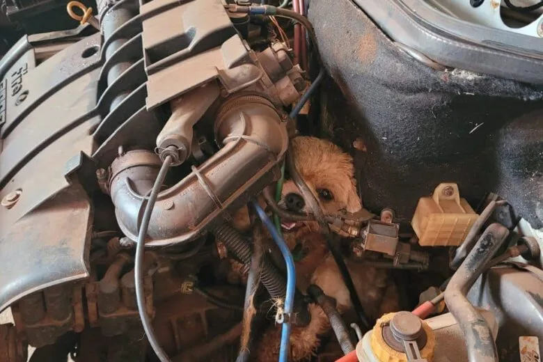 Cachorro persegue gato e acaba preso no motor de um carro; animal é resgatado pelos bombeiros