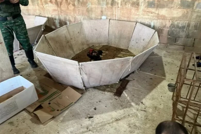 Polícia resgata 34 galos após denúncia anônima sobre rinha no interior de MG Polícia resgata 34 galos após denúncia anônima sobre rinha no interior de MG