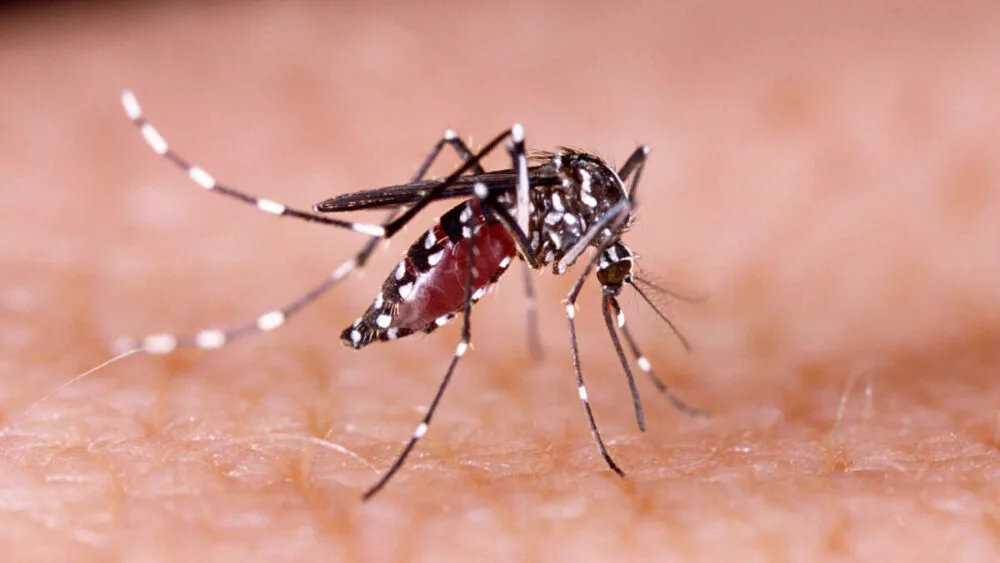 9 mil pessoas já testaram positivo para a dengue em Itabira