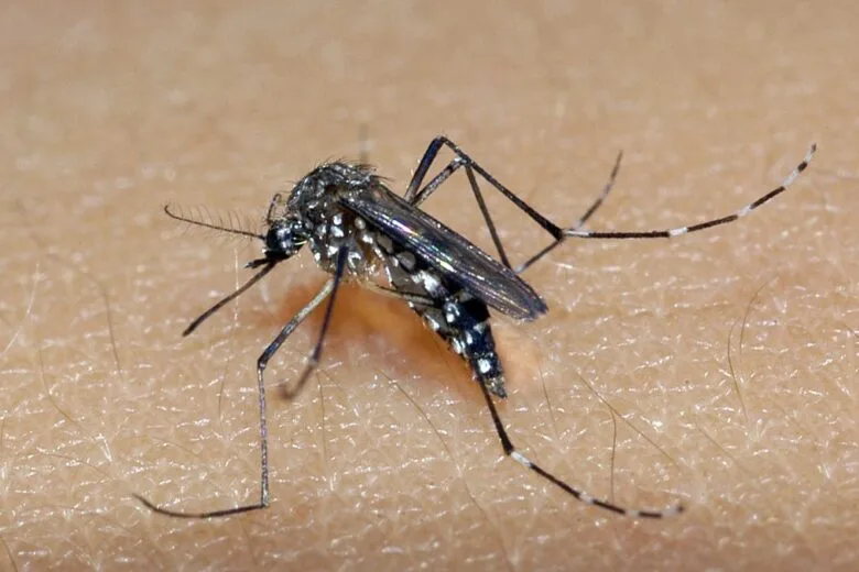 Ambulatório de Dengue em Conceição do Mato Dentro deixa de funcionar neste fim de semana por baixa procura Ambulatório de Dengue em Conceição do Mato Dentro deixa de funcionar neste fim de semana por baixa procura