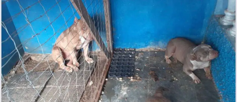 Polícia Civil de Itabira prende casal por maus-tratos a animais Polícia Civil de Itabira prende casal por maus-tratos a animais