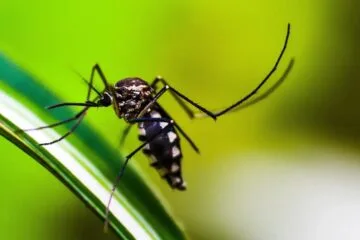 Brasil pode importar a moda: Filipinas oferece recompensa a quem capturar mosquitos da dengue