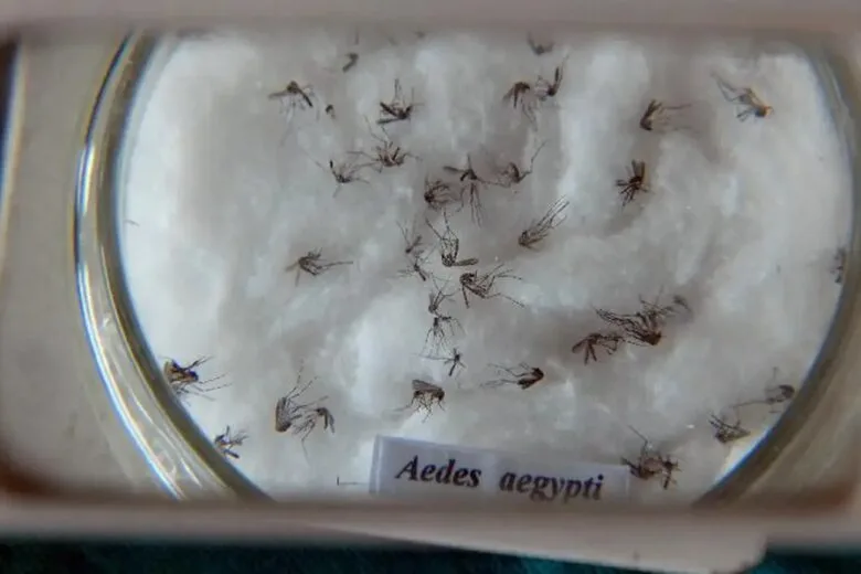 Análises laboratoriais descartam um óbito por dengue em Itabira; outra 16 mortes estão sob investigação Análises laboratoriais descartam um óbito por dengue em Itabira; outra 16 mortes estão sob investigação
