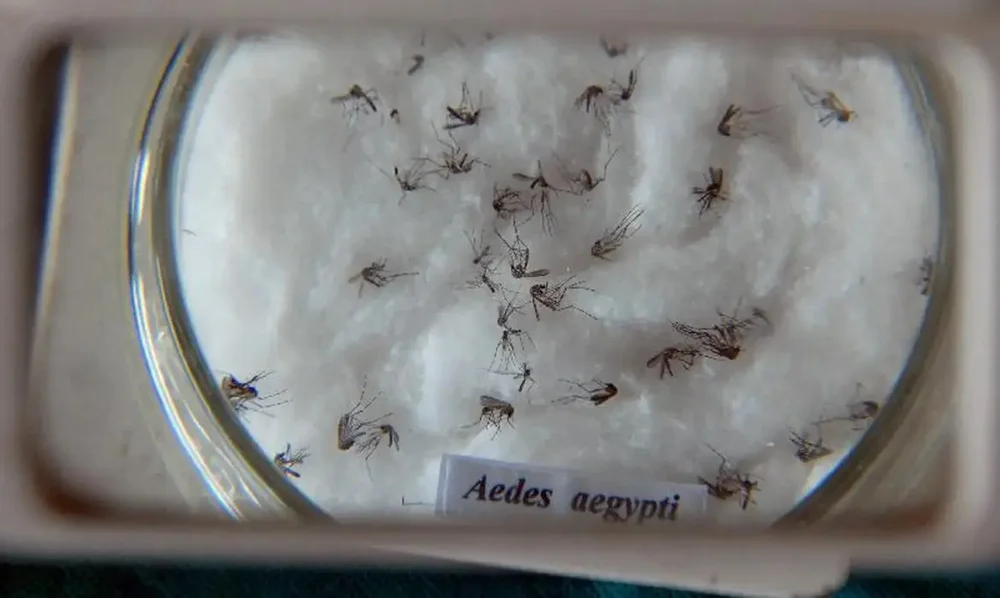 Análises laboratoriais descartam um óbito por dengue em Itabira; outra 16 mortes estão sob investigação
