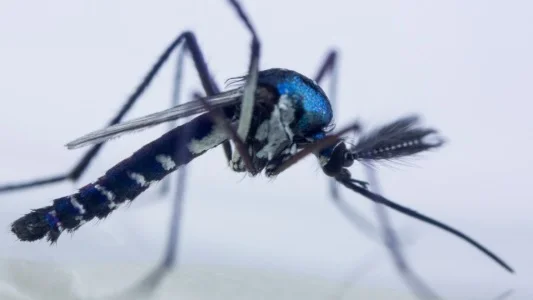 Cientistas confirmam circulação de vírus mayaro em humanos em Roraima; entenda riscos Cientistas confirmam circulação de vírus mayaro em humanos em Roraima; entenda riscos