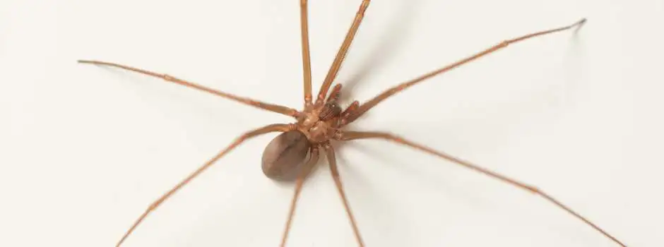 Saiba como evitar acidentes com aranhas-marrons; picada pode causar morte se não houver tratamento rápido Saiba como evitar acidentes com aranhas-marrons; picada pode causar morte se não houver tratamento rápido