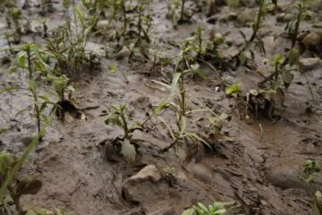 Mariana: vítimas pedem que governo rejeite acordo de mineradoras