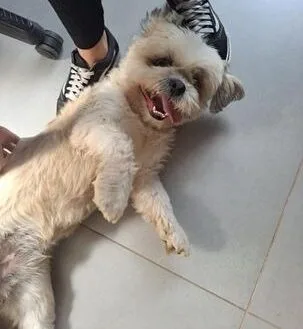 Procura-se o tutor: cachorrinho é encontrado perdido na rua Alagoas, no bairro Amazonas, em Itabira