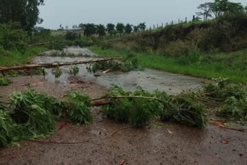 Tempestade derruba eucaliptos e interdita estrada entre Bom Jesus do Amparo e o distrito de Ipoema