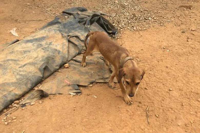 Abandono de dois filhotes de cães provocou multa de R$ 28 mil em João Monlevade