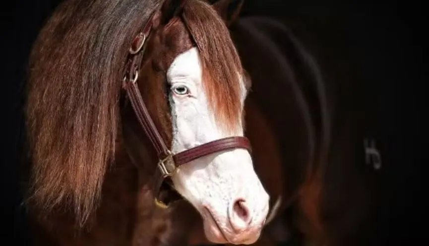 Cavalo “pai de mil filhos” passa a valer R$ 160 milhões após leilão Cavalo “pai de mil filhos” passa a valer R$ 160 milhões após leilão