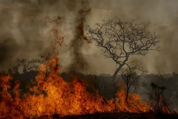 Governo aprova planos contra desmatamento e queimadas no Pantanal e na Caatinga