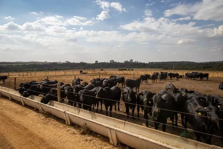 Governo aprova planos contra desmatamento e queimadas no Pantanal e na Caatinga